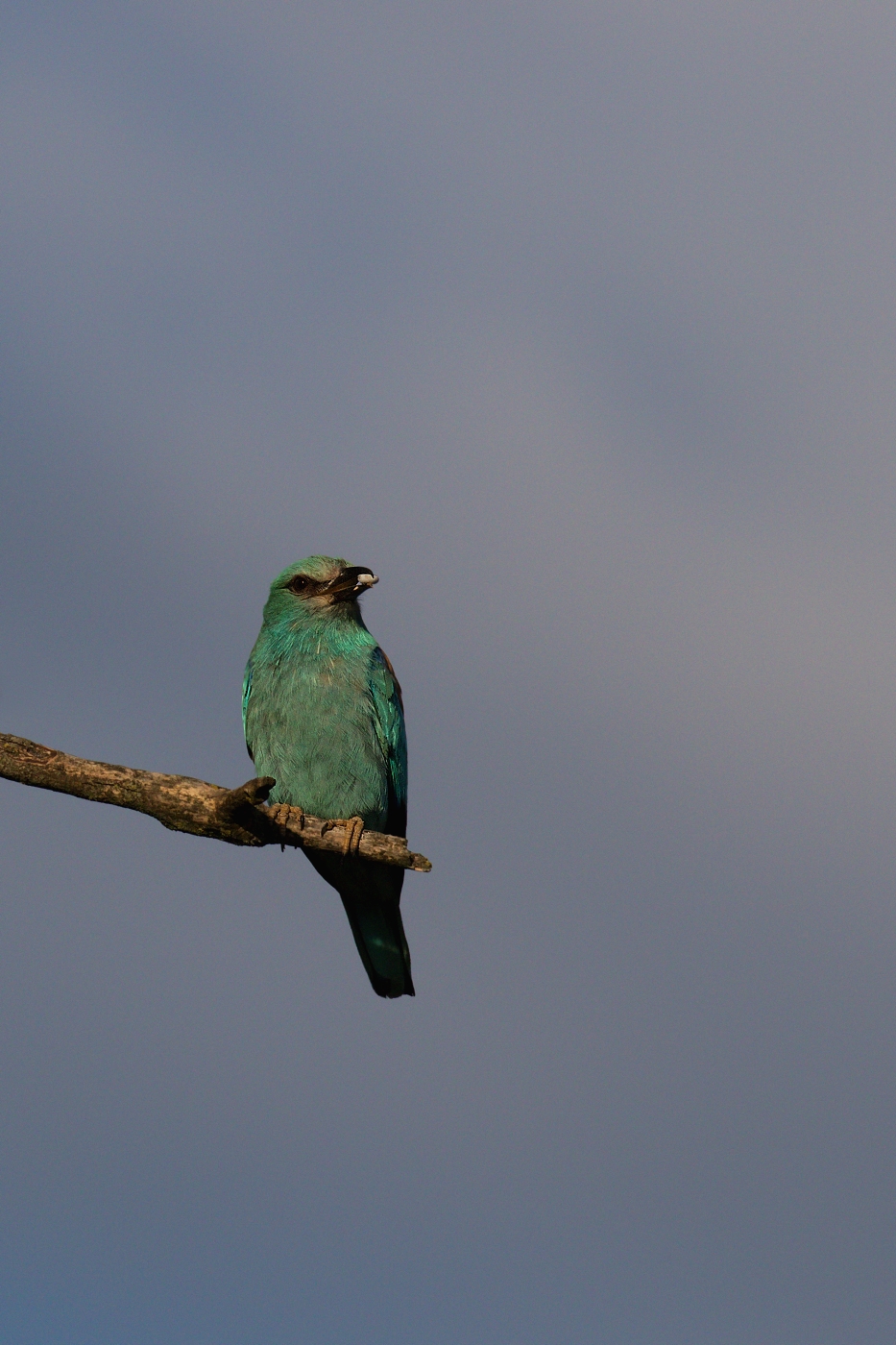 Mandelík hajní  ( Coracias garrulus )