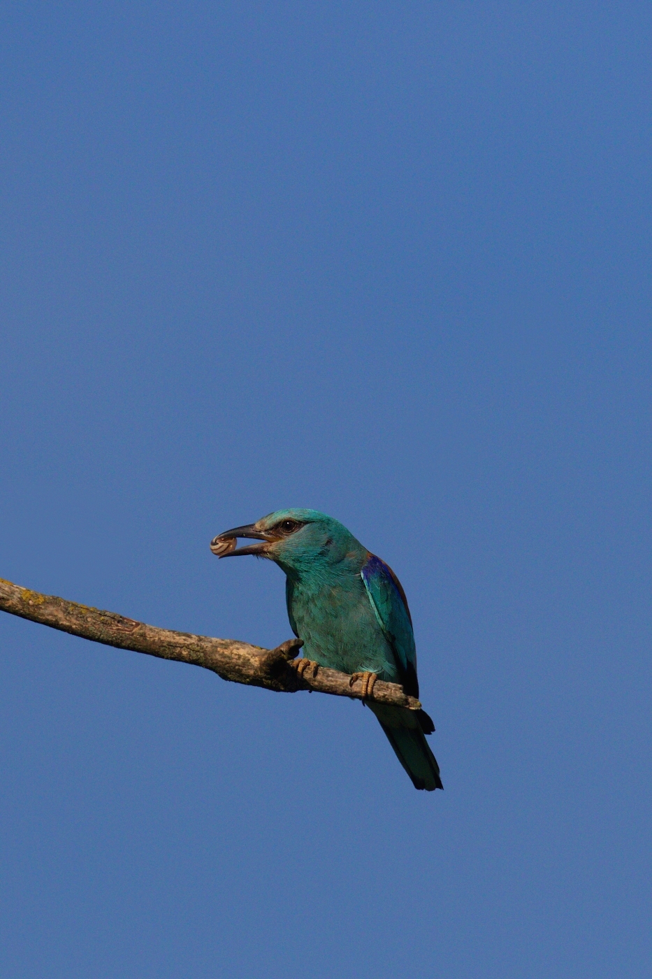 Mandelík hajní  ( Coracias garrulus )