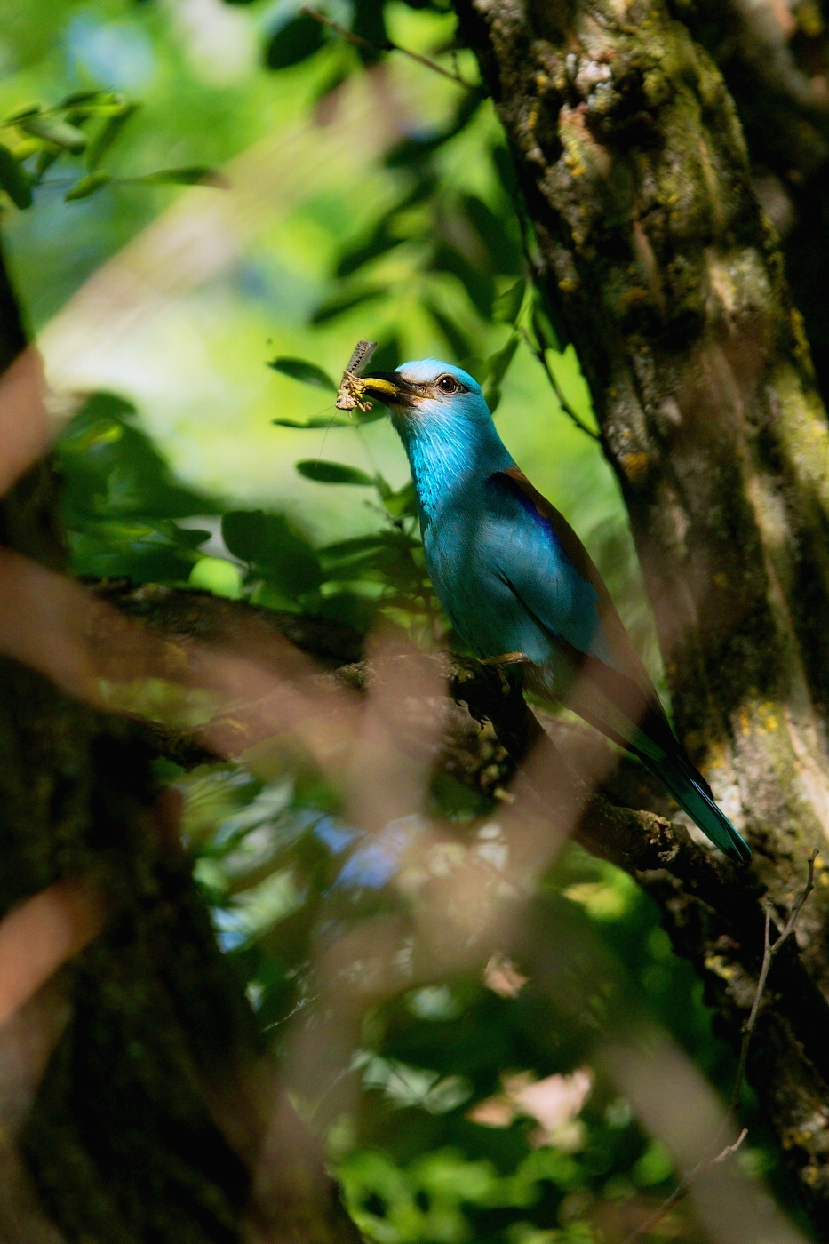 Mandelík hajní  ( Coracias garrulus )