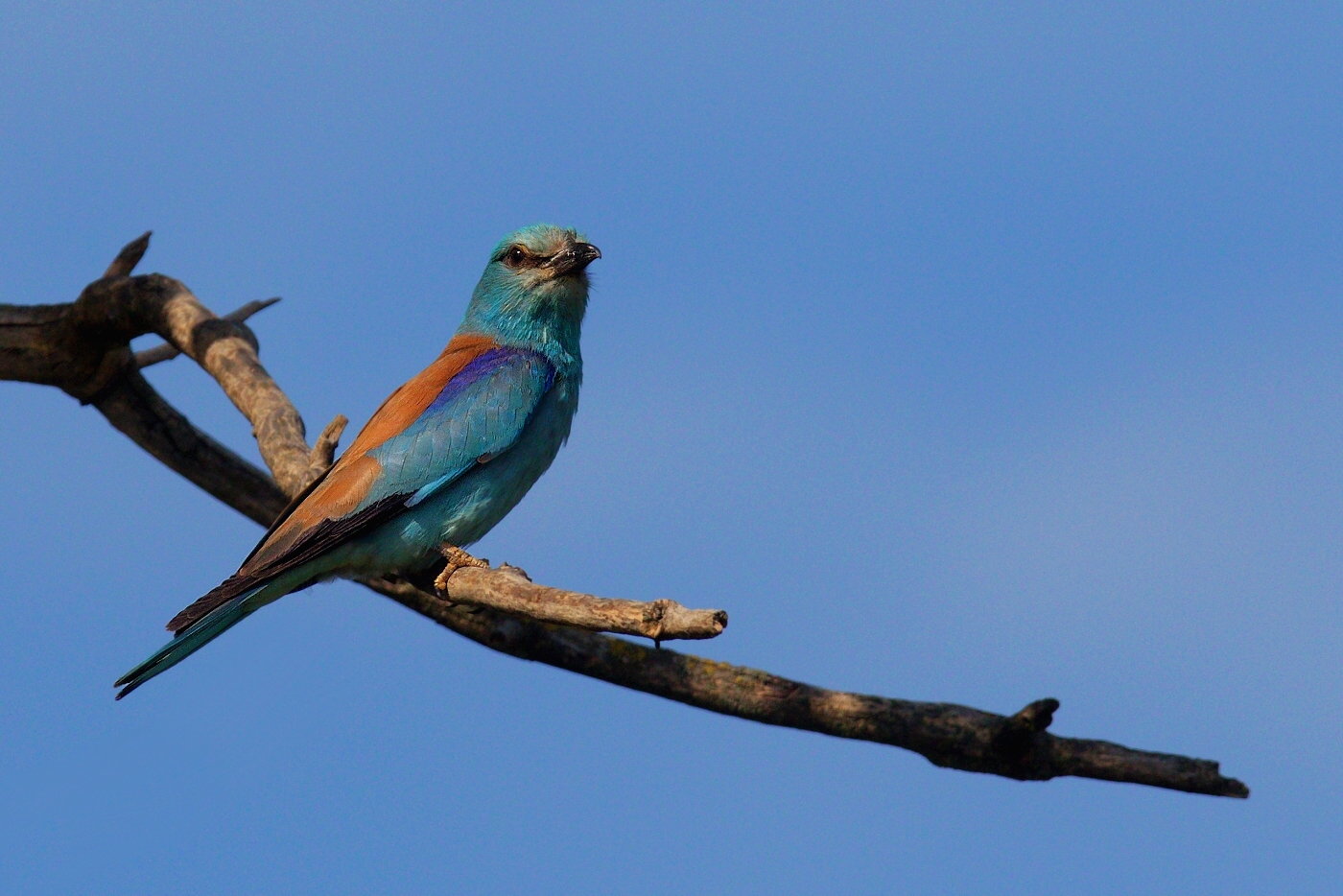 Mandelík hajní  ( Coracias garrulus )