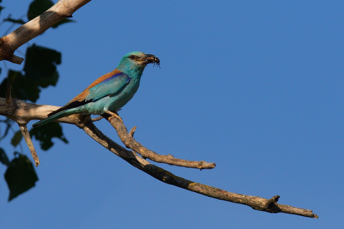 Mandelík hajní  ( Coracias garrulus )