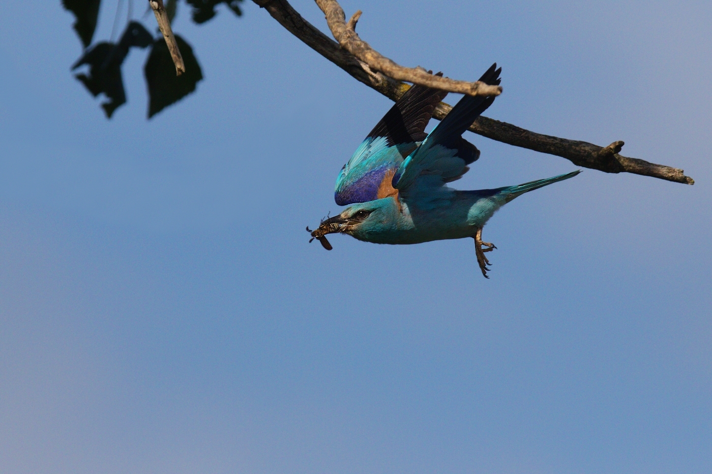 Mandelík hajní  ( Coracias garrulus )