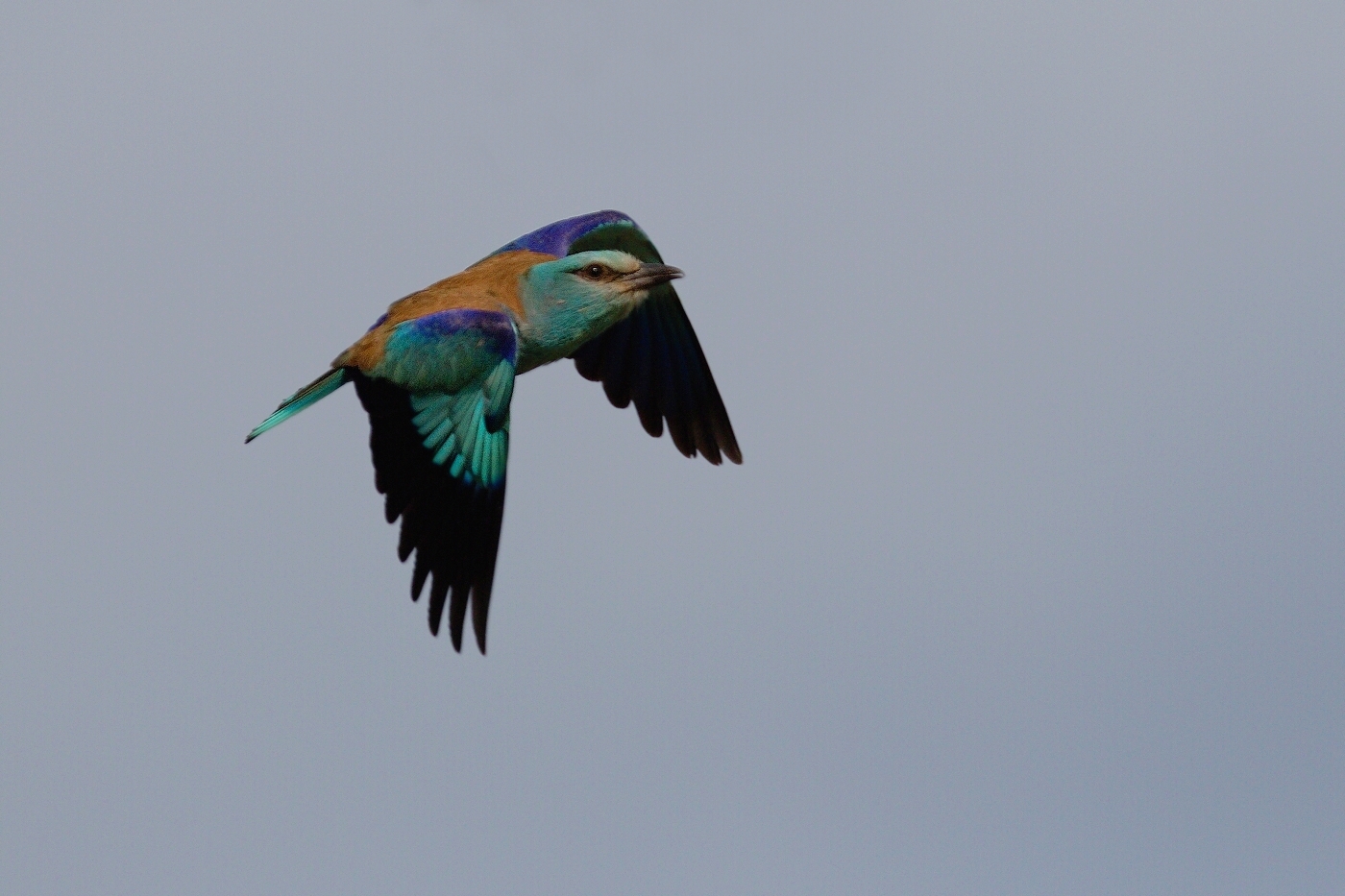 Mandelík hajní  ( Coracias garrulus )