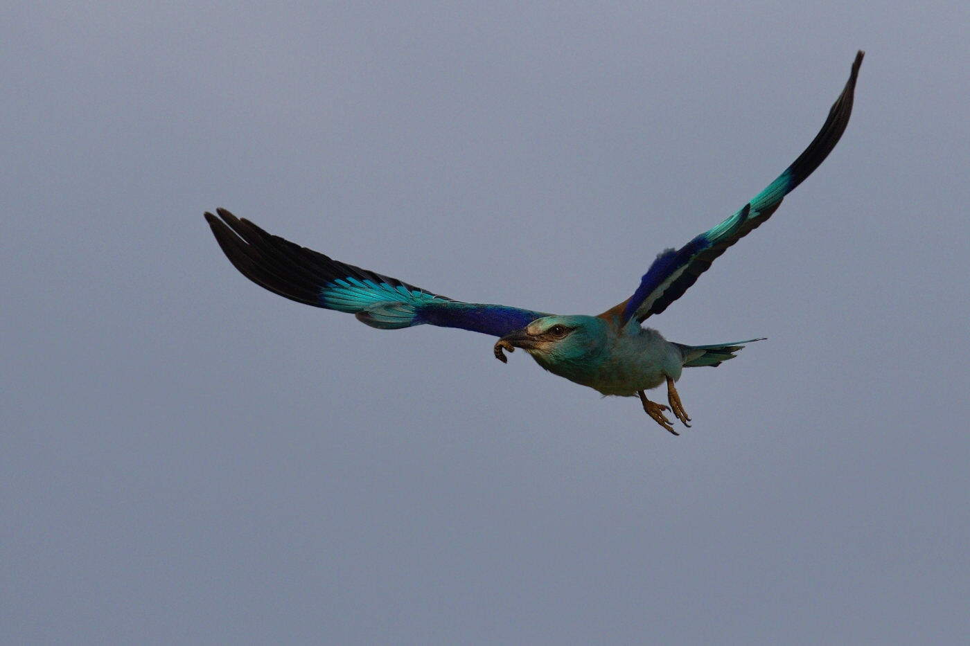 Mandelík hajní  ( Coracias garrulus )