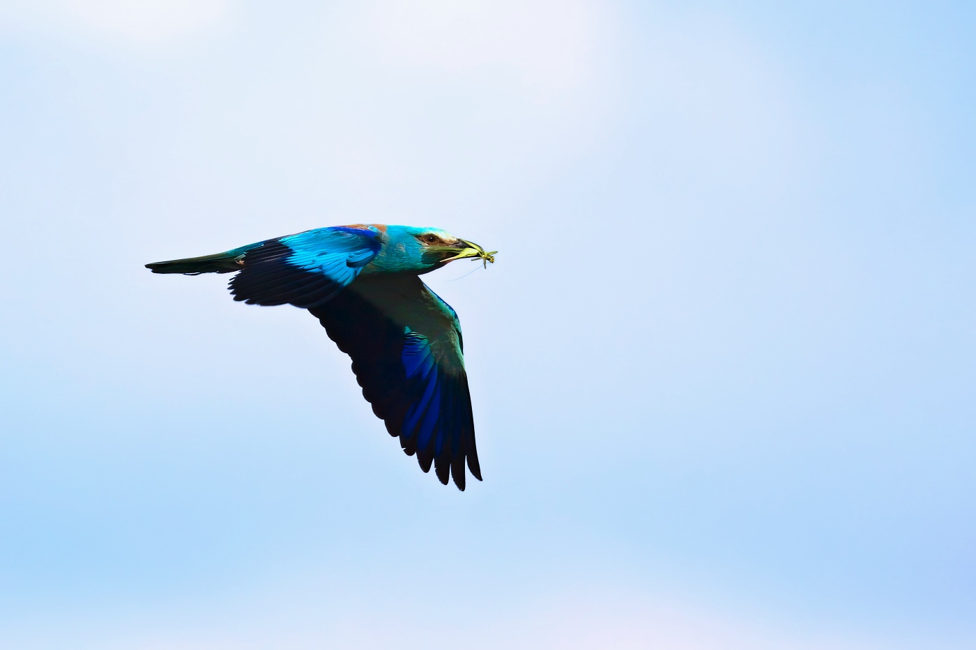 Mandelík hajní  ( Coracias garrulus )