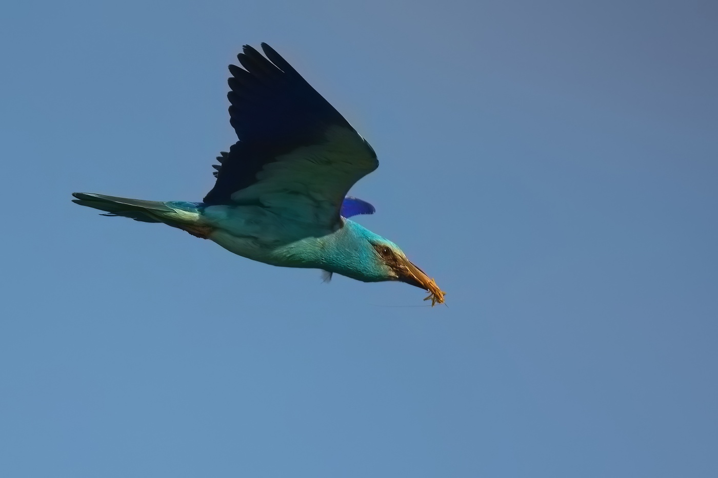 Mandelík hajní  ( Coracias garrulus )