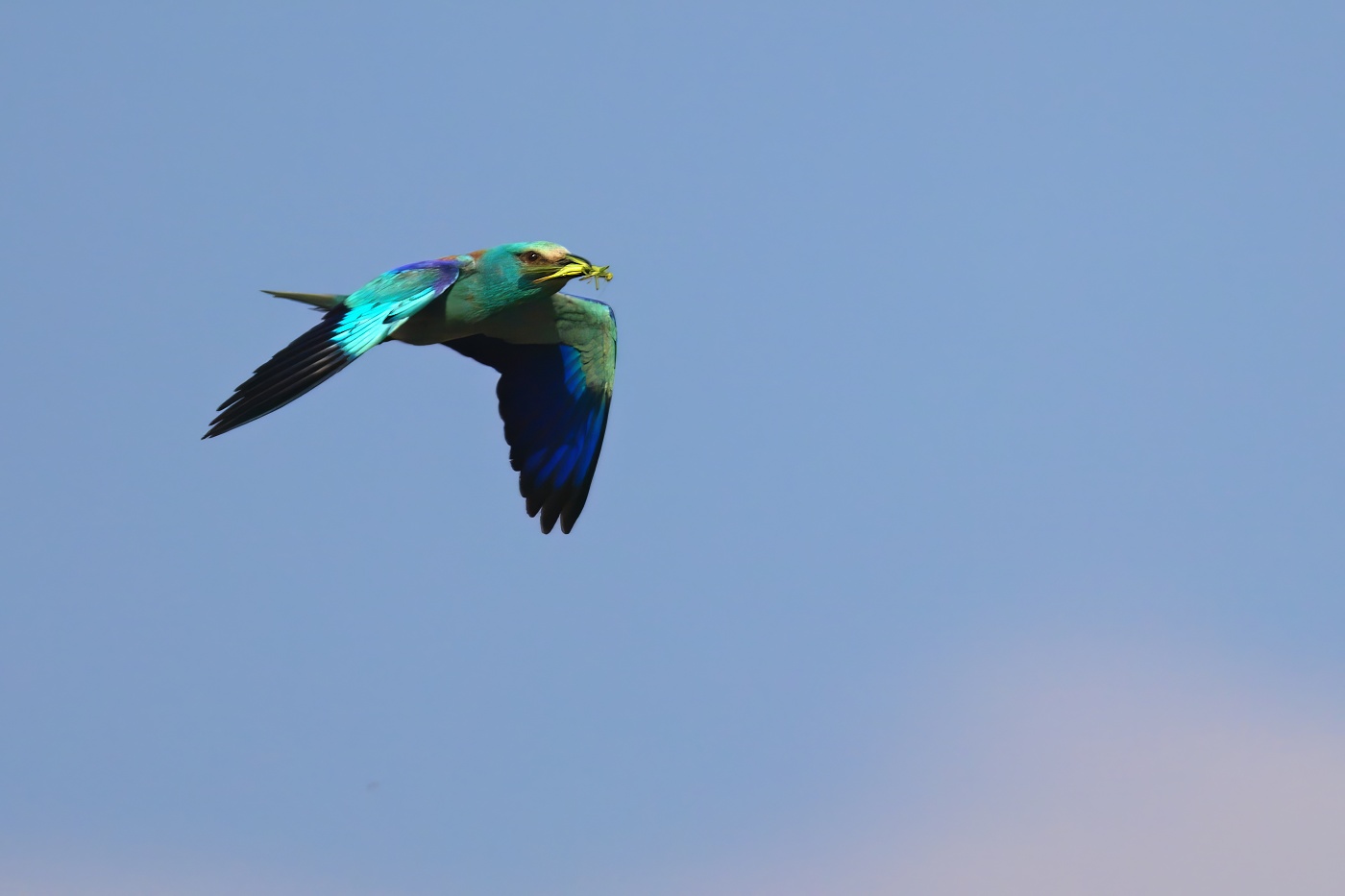 Mandelík hajní  ( Coracias garrulus )