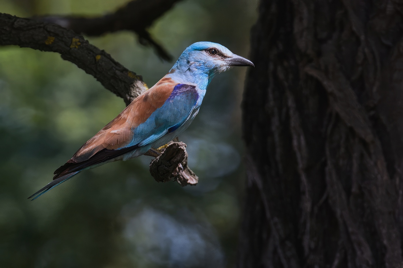 Mandelík hajní  ( Coracias garrulus )