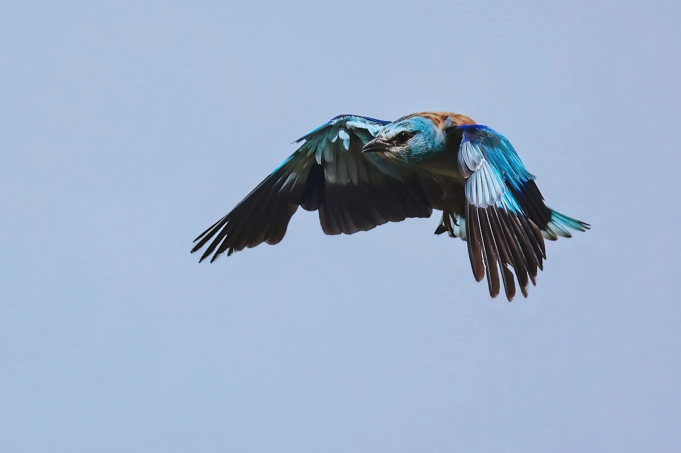 Mandelík hajní  ( Coracias garrulus )