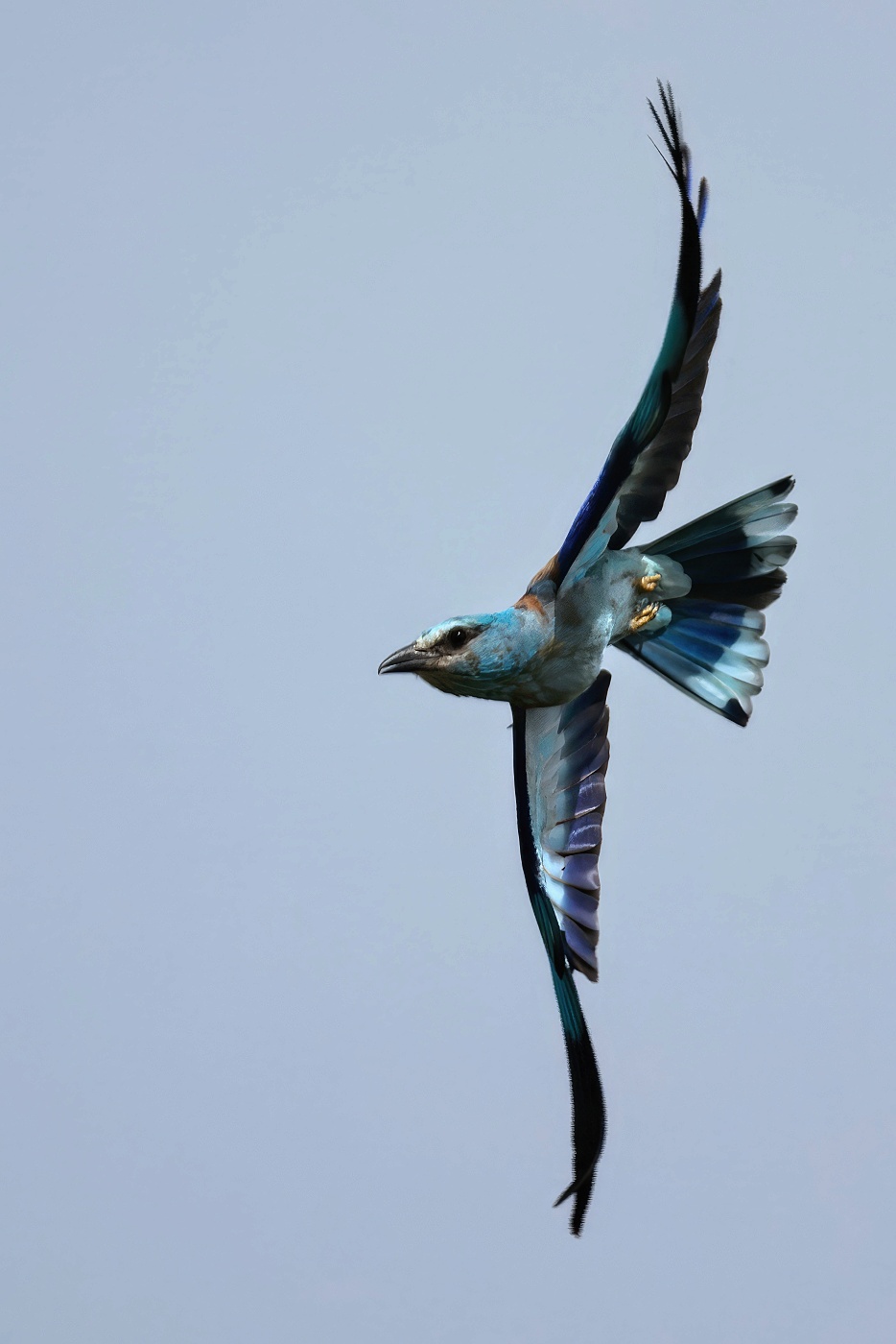 Mandelík hajní  ( Coracias garrulus )