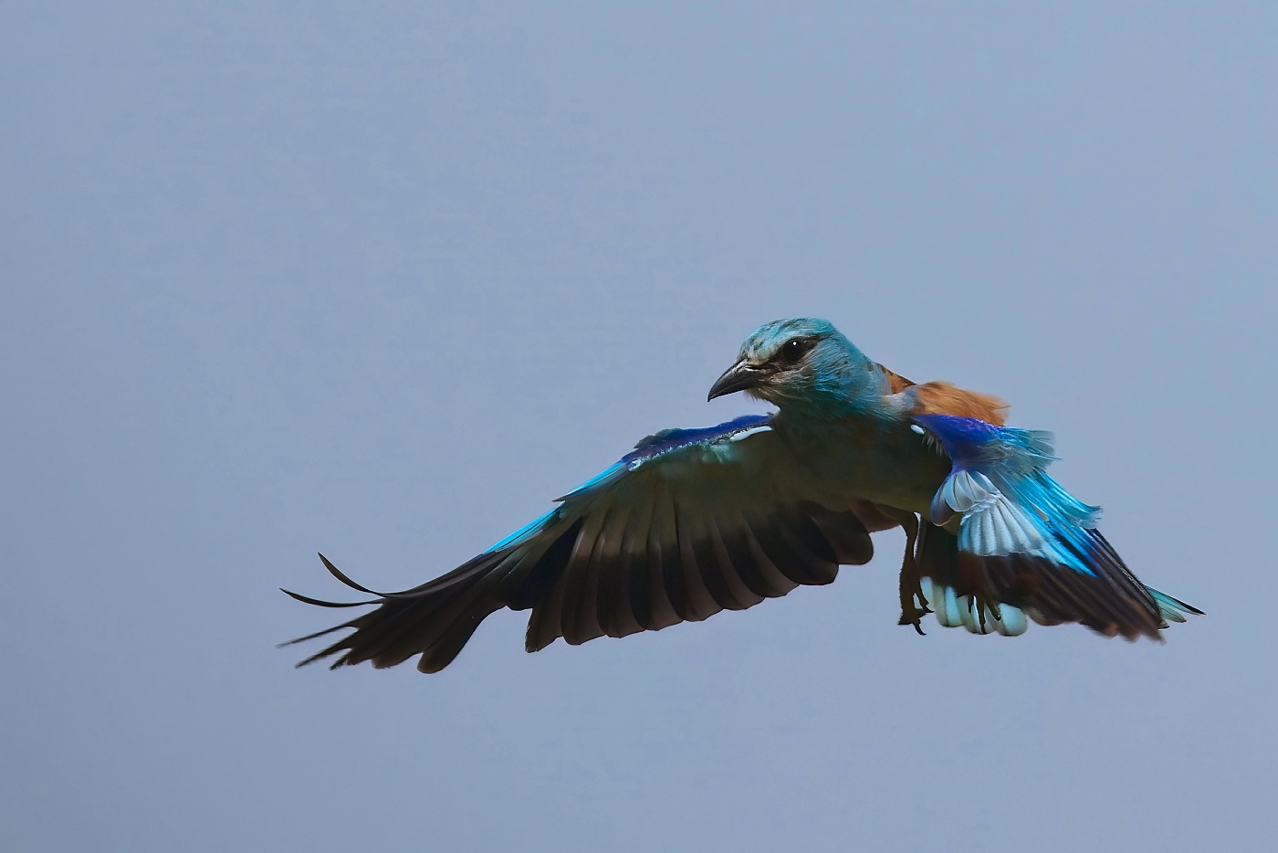 Mandelík hajní  ( Coracias garrulus )