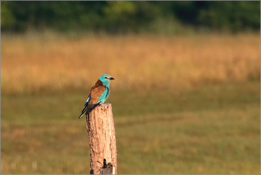 Mandelík hajní  ( Coracias garrulus )