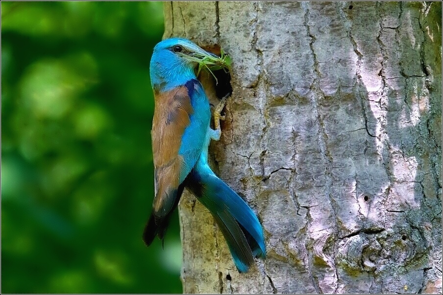 Mandelík hajní  / Coracias garrulus )