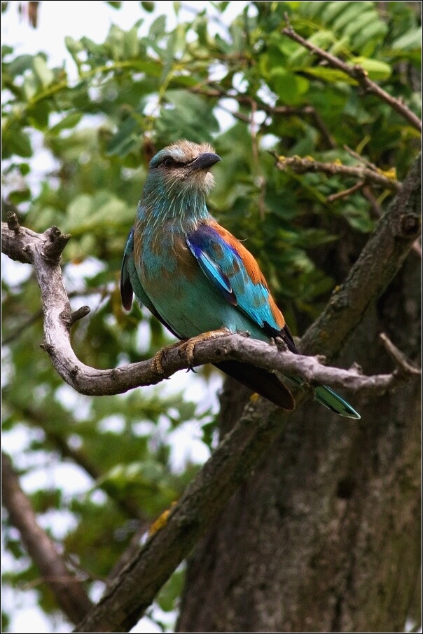 Mandelík hajní  / Coracias garrulus )