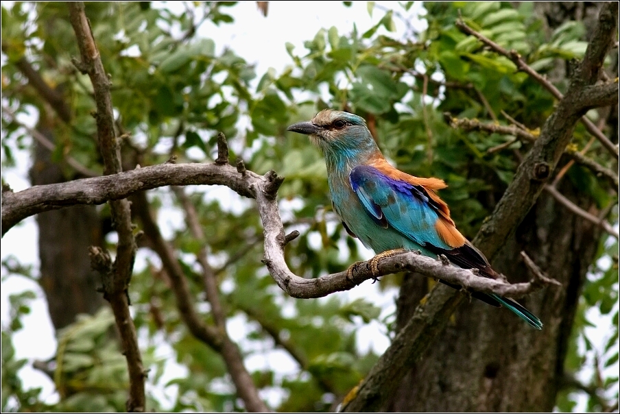 Mandelík hajní  / Coracias garrulus )