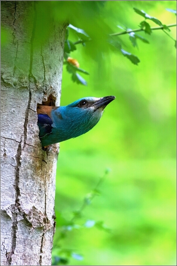 Mandelík hajní  / Coracias garrulus )