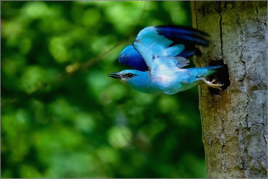 Mandelík hajní  / Coracias garrulus )