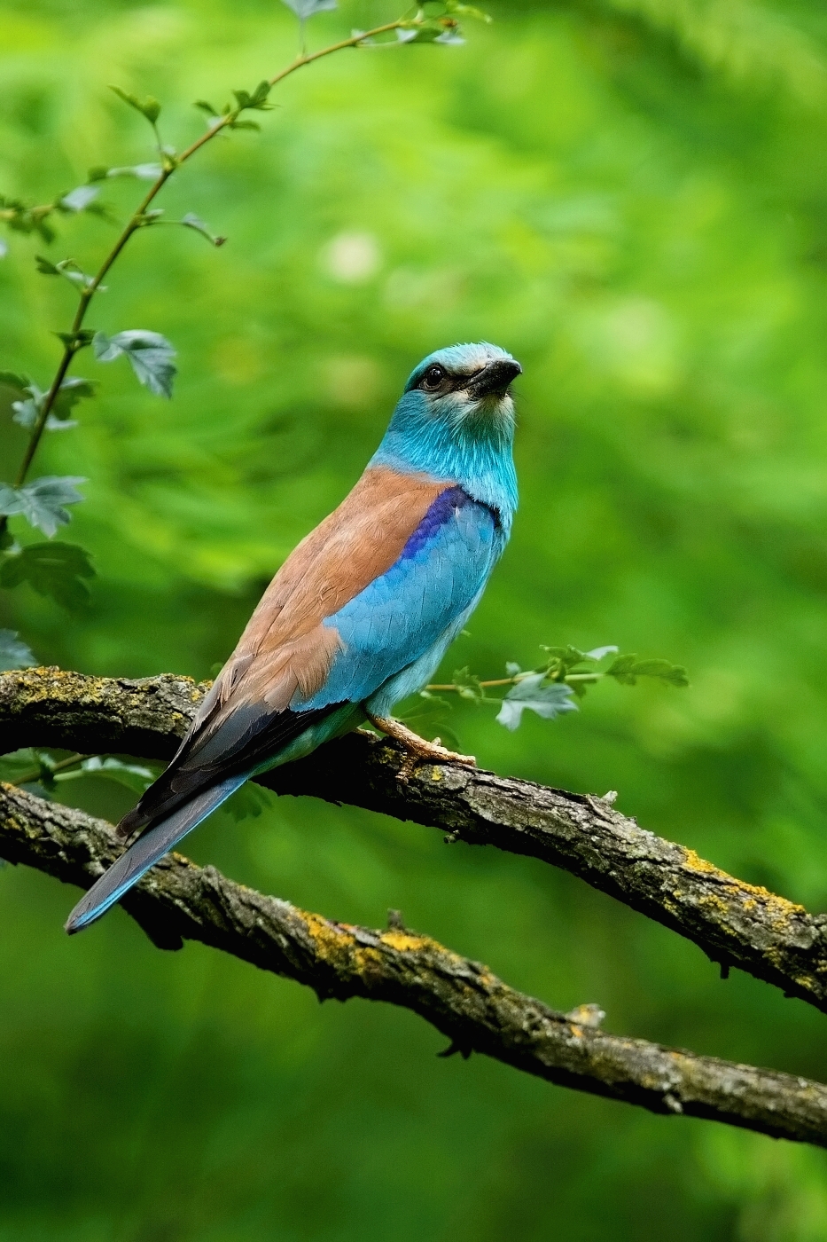 Mandelík hajní  ( Coracias garrulus )