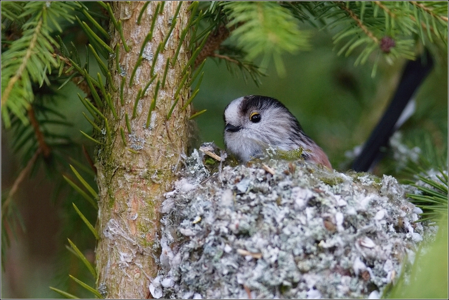 Mlynařík dlouhoocasý  ( Aegithalos caudatus )