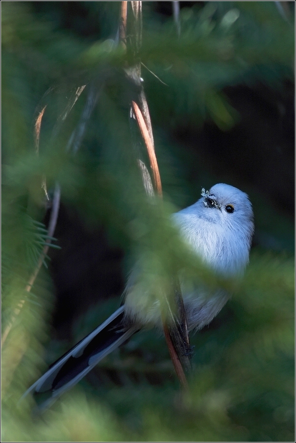 Mlynařík dlouhoocasý  ( Aegithalos caudatus )