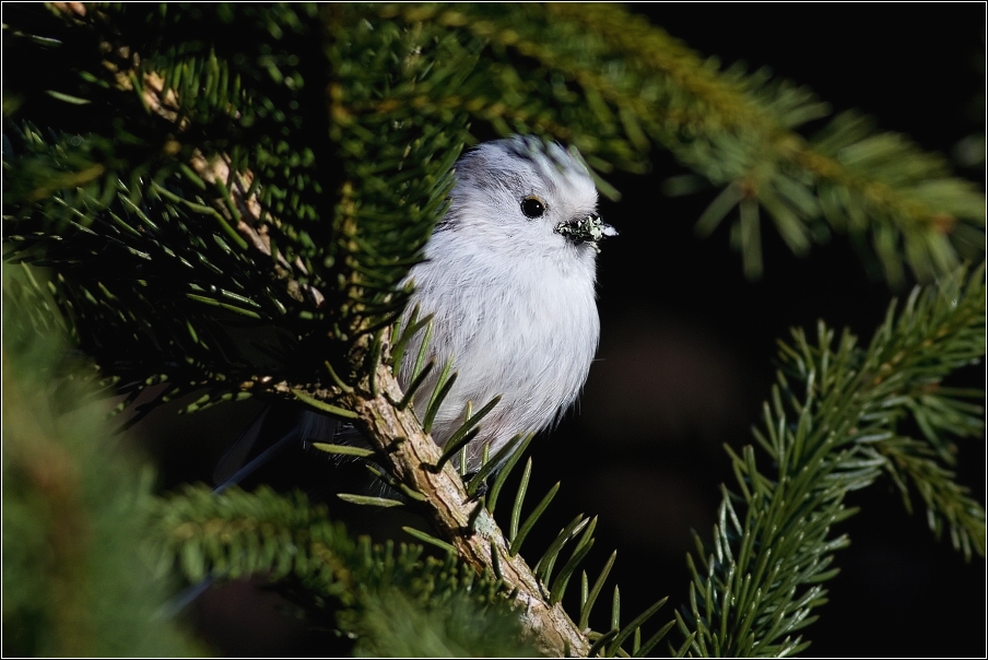 Mlynařík dlouhoocasý  ( Aegithalos caudatus )