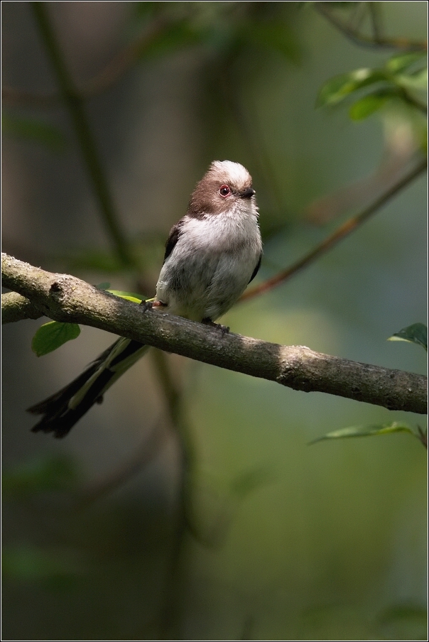 Mlynařík dlouhoocasý  ( Aegithalos caudatus )