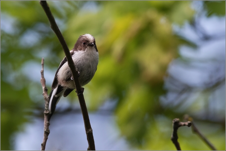 Mlynařík dlouhoocasý  ( Aegithalos caudatus )