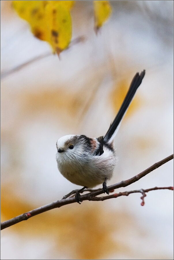 Mlynařík dlouhoocasý  ( Aegithalos caudatus )