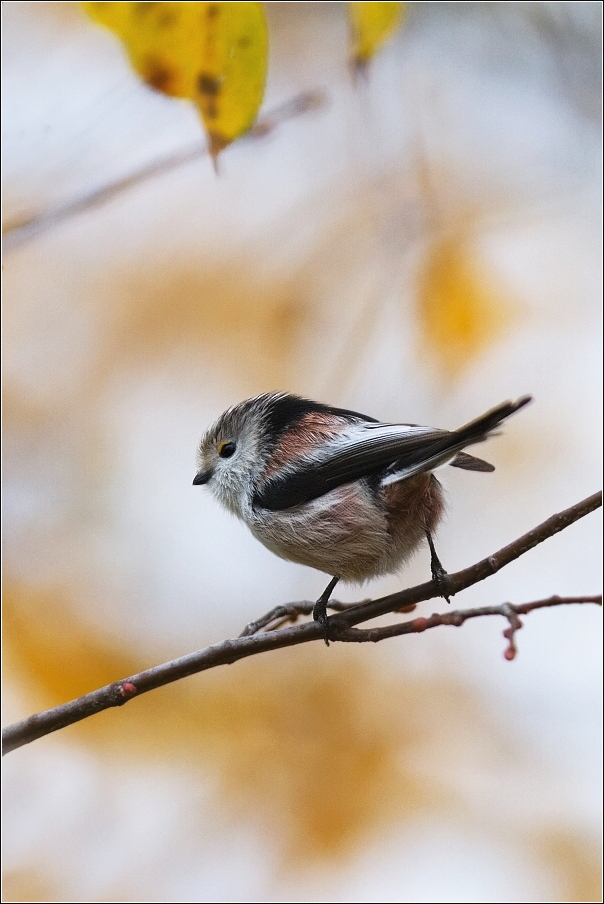 Mlynařík dlouhoocasý  ( Aegithalos caudatus )