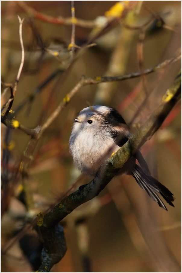 Mlynařík dlouhoocasý  ( Aegithalos caudatus )