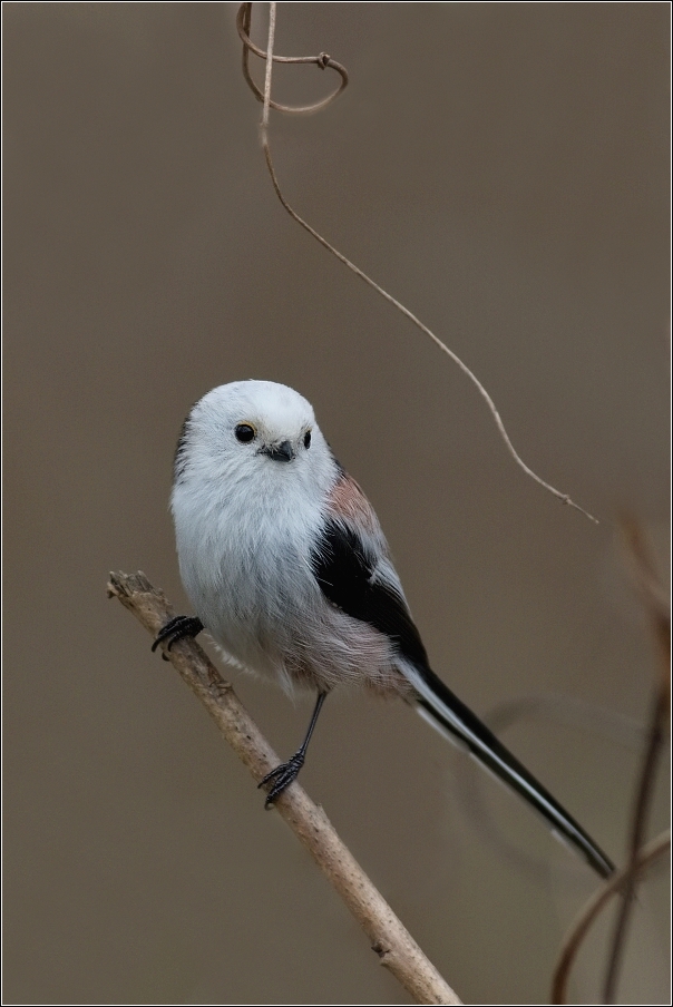 Mlynařík dlouhoocasý  ( Aegithalos caudatus )