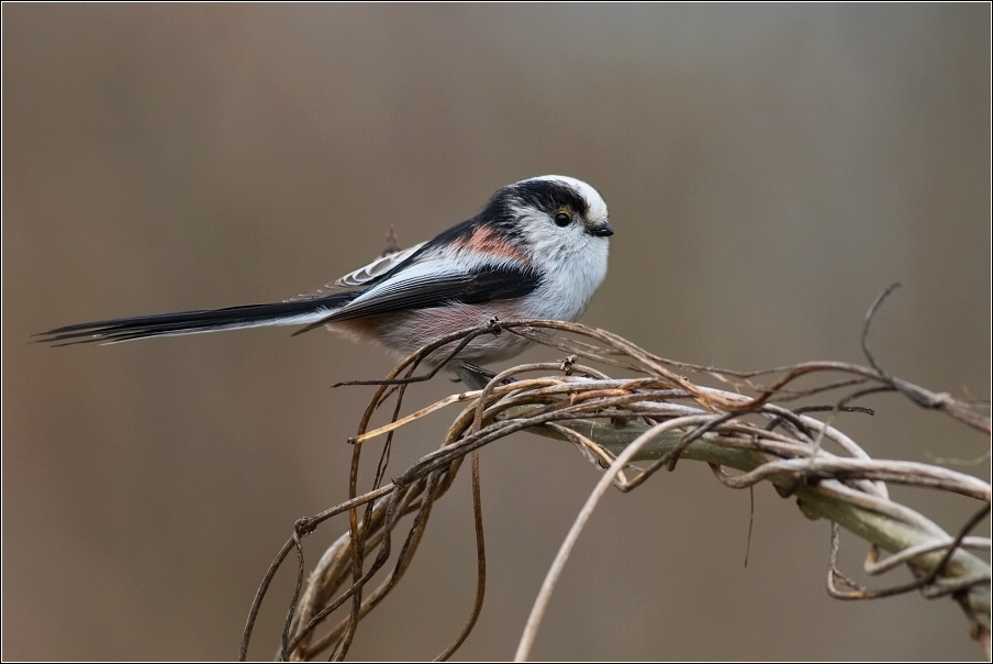 Mlynařík dlouhoocasý  ( Aegithalos caudatus )