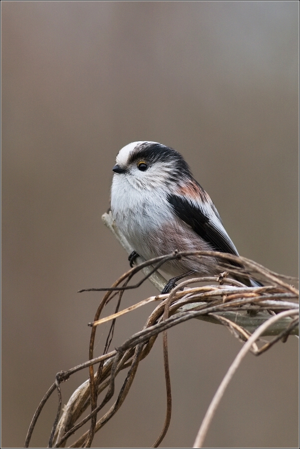 Mlynařík dlouhoocasý  ( Aegithalos caudatus )