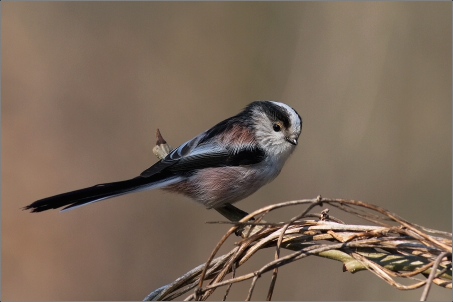 Mlynařík dlouhoocasý  ( Aegithalos caudatus )