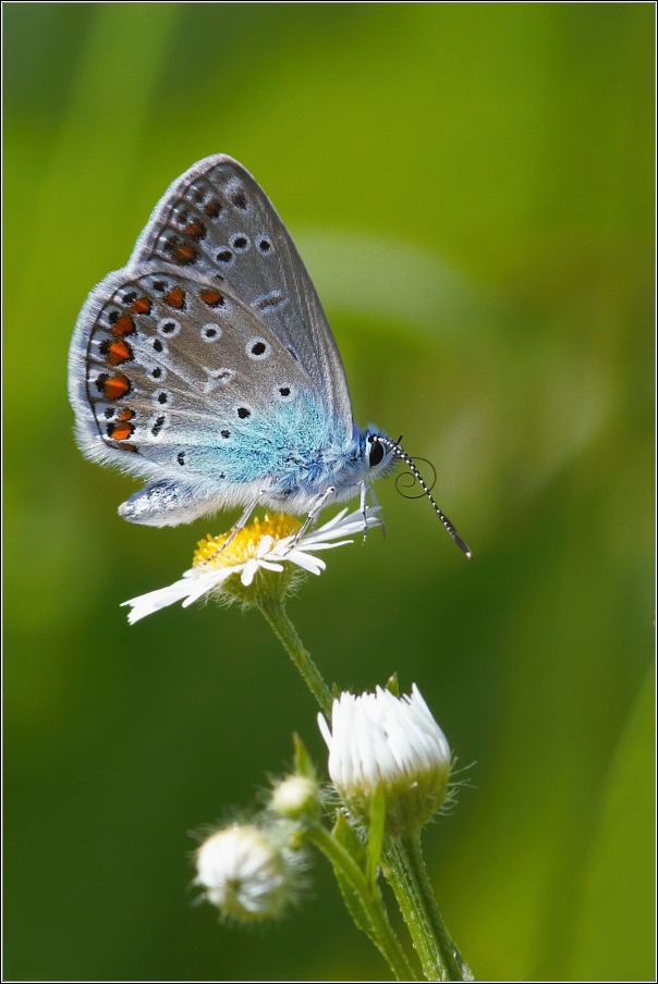 Modrásek jehlicový  ( Pokyommatus coridon )