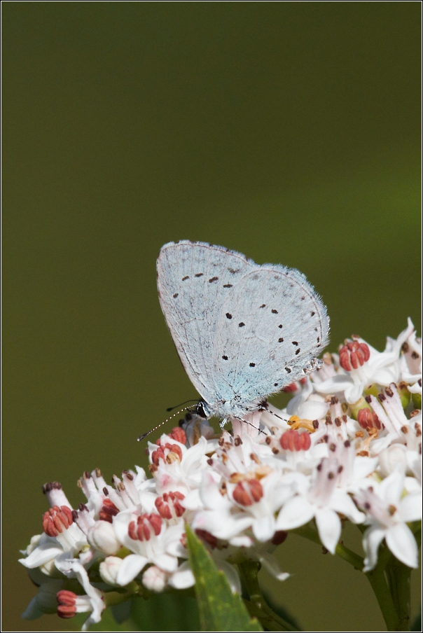 Modrásek krušinový  ( Celastrina argiolus )