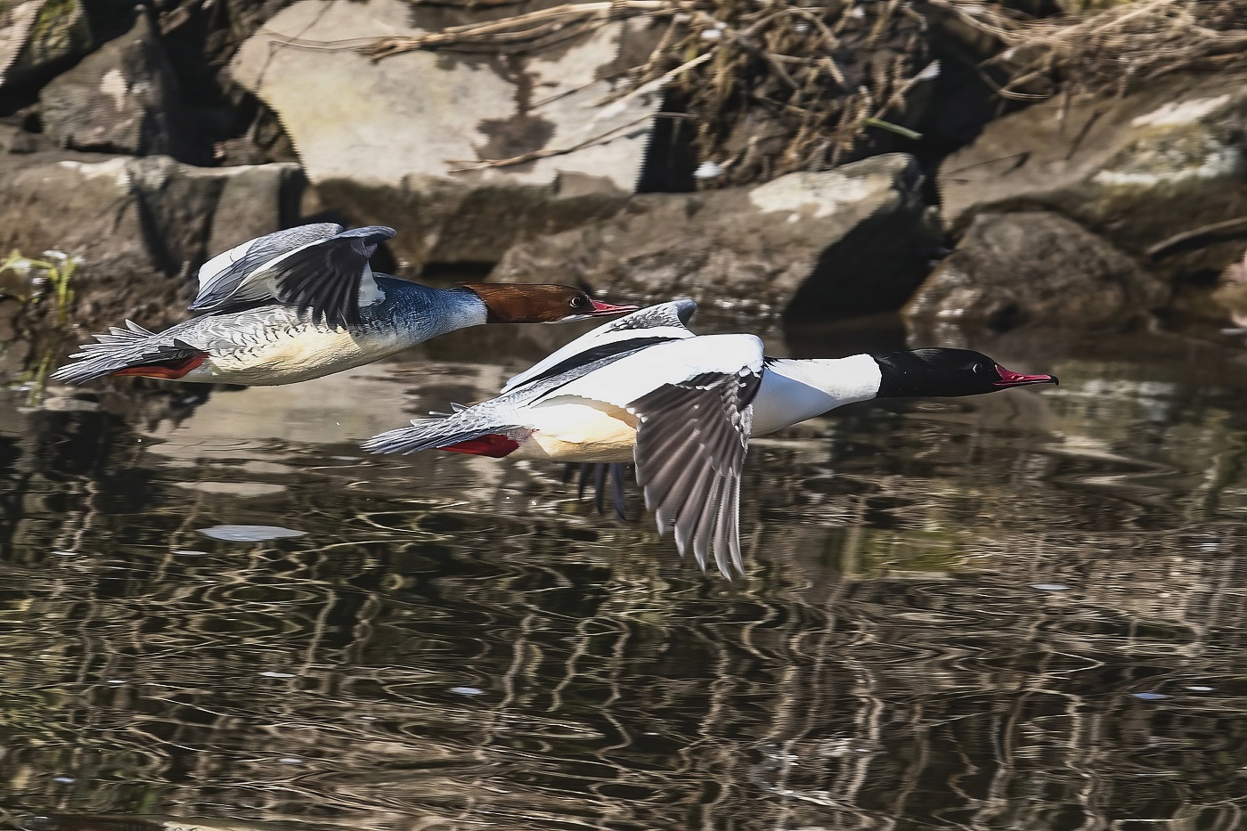 Morčák velký  ( Mergus merganser )