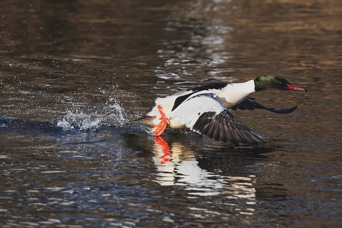 Morčák velký  ( Mergus merganser )