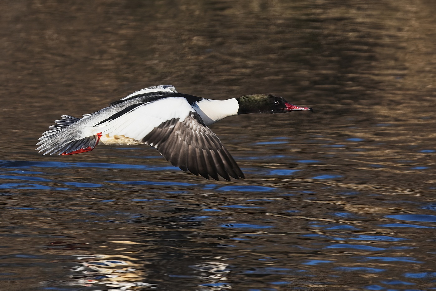 Morčák velký  ( Mergus merganser )