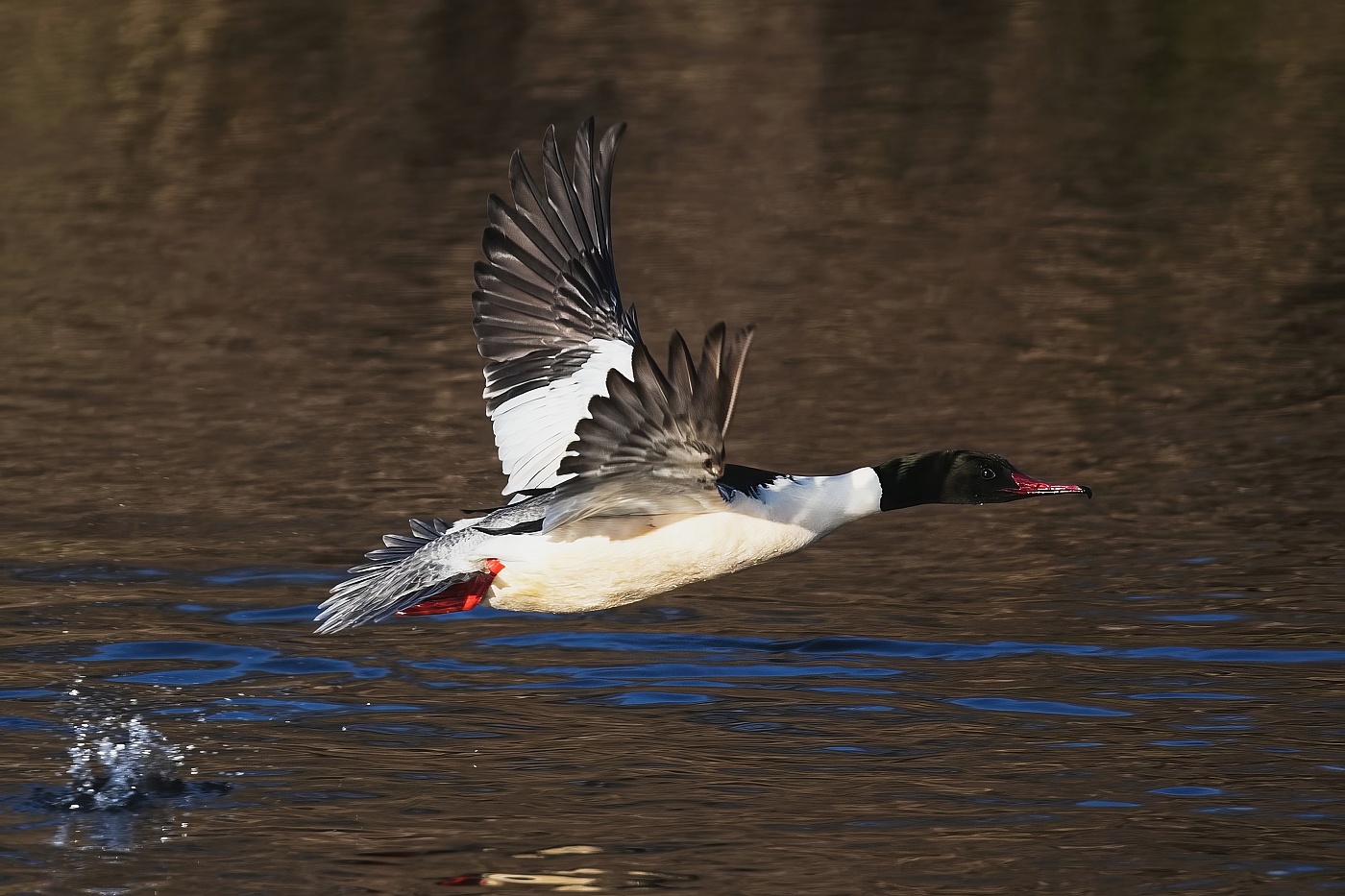Morčák velký  ( Mergus merganser )