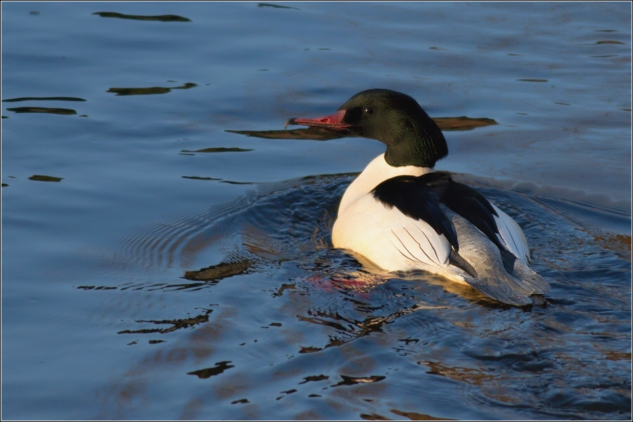 Morčák velký  ( Mergus merganser )