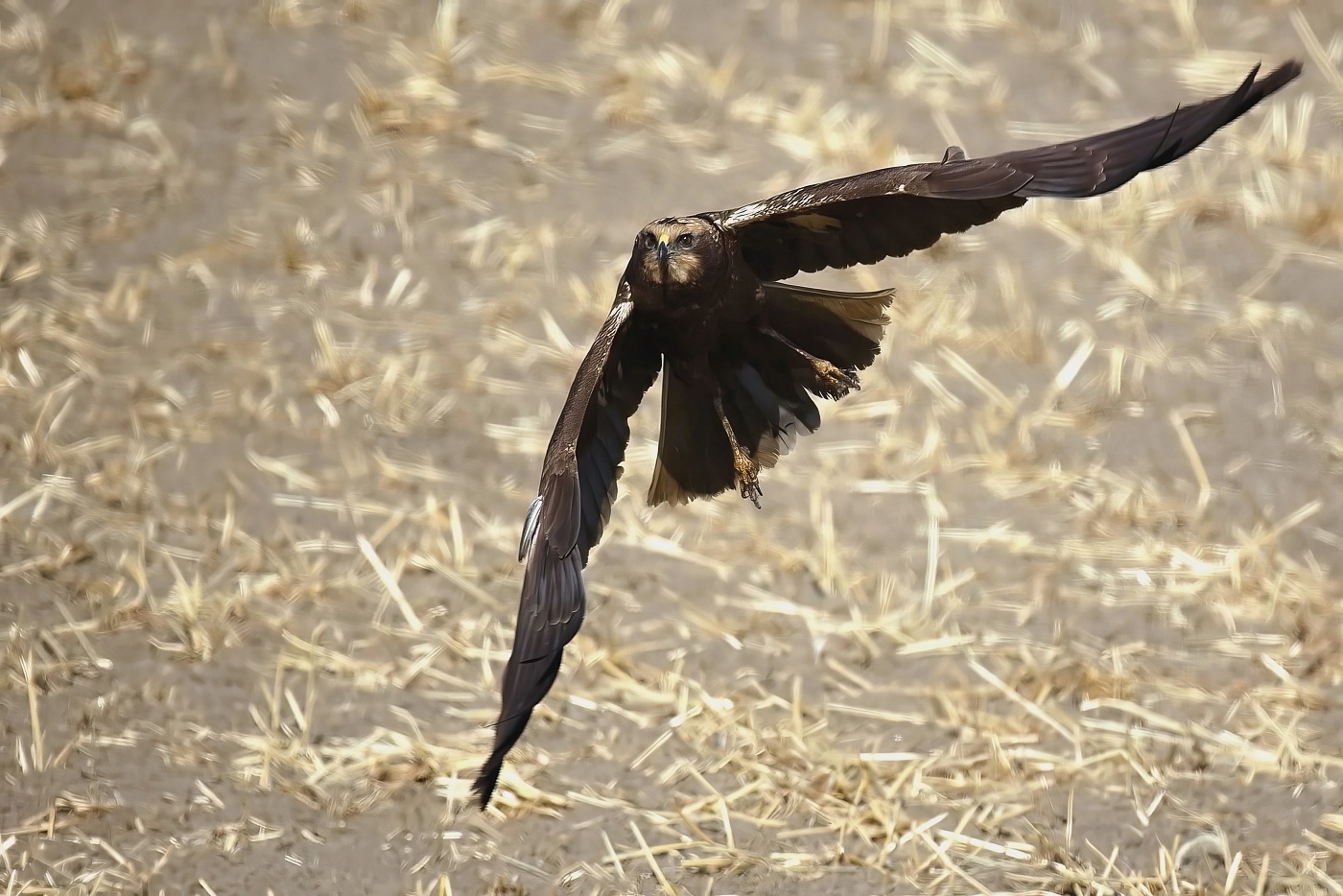 Moták pochop  ( Circus aeruginosus )
