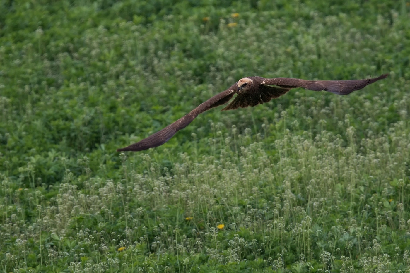 Moták pochop  ( Cirkus aeruginosus )