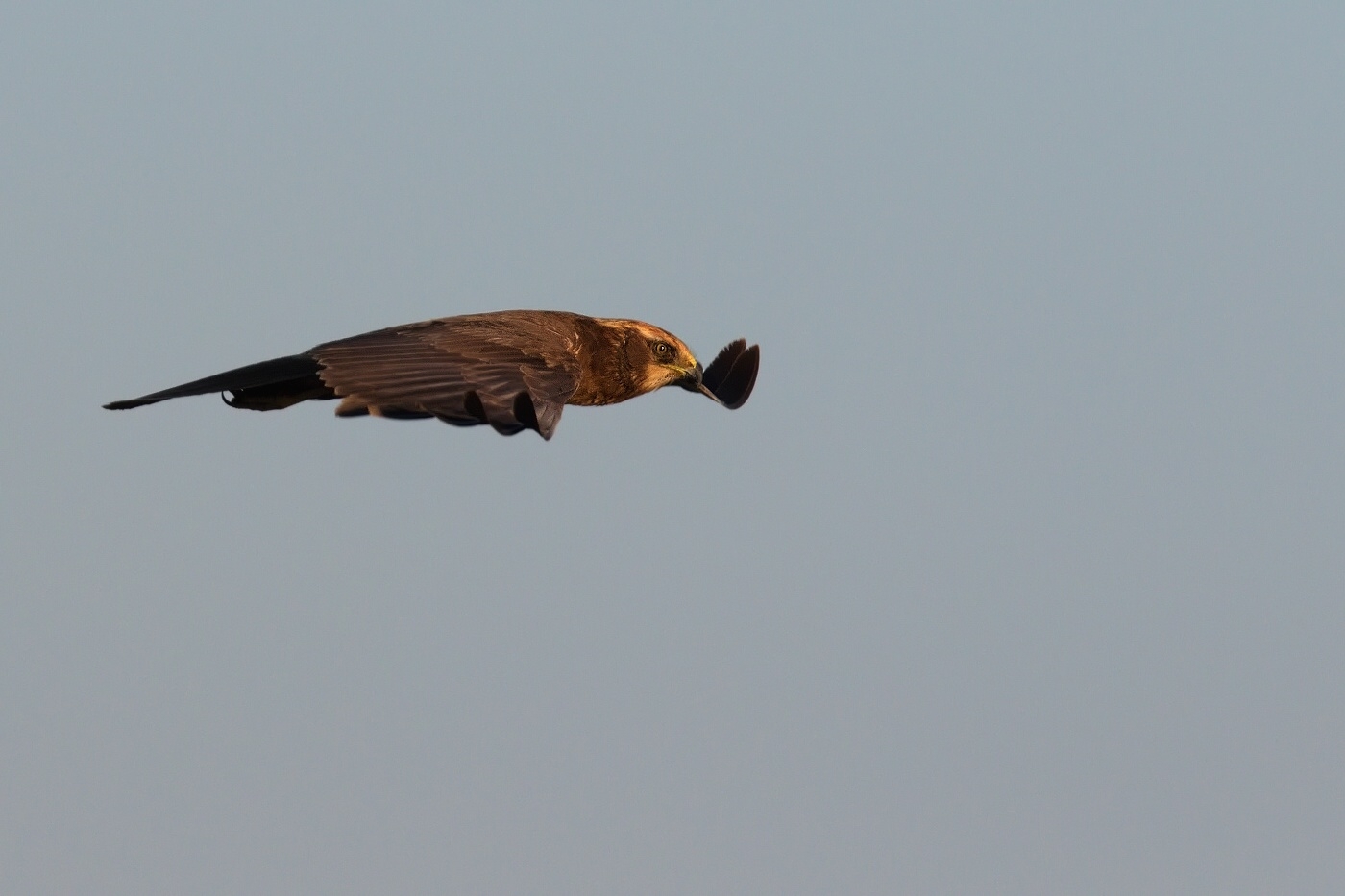 Moták pochop  ( Cirkus aeruginosus )