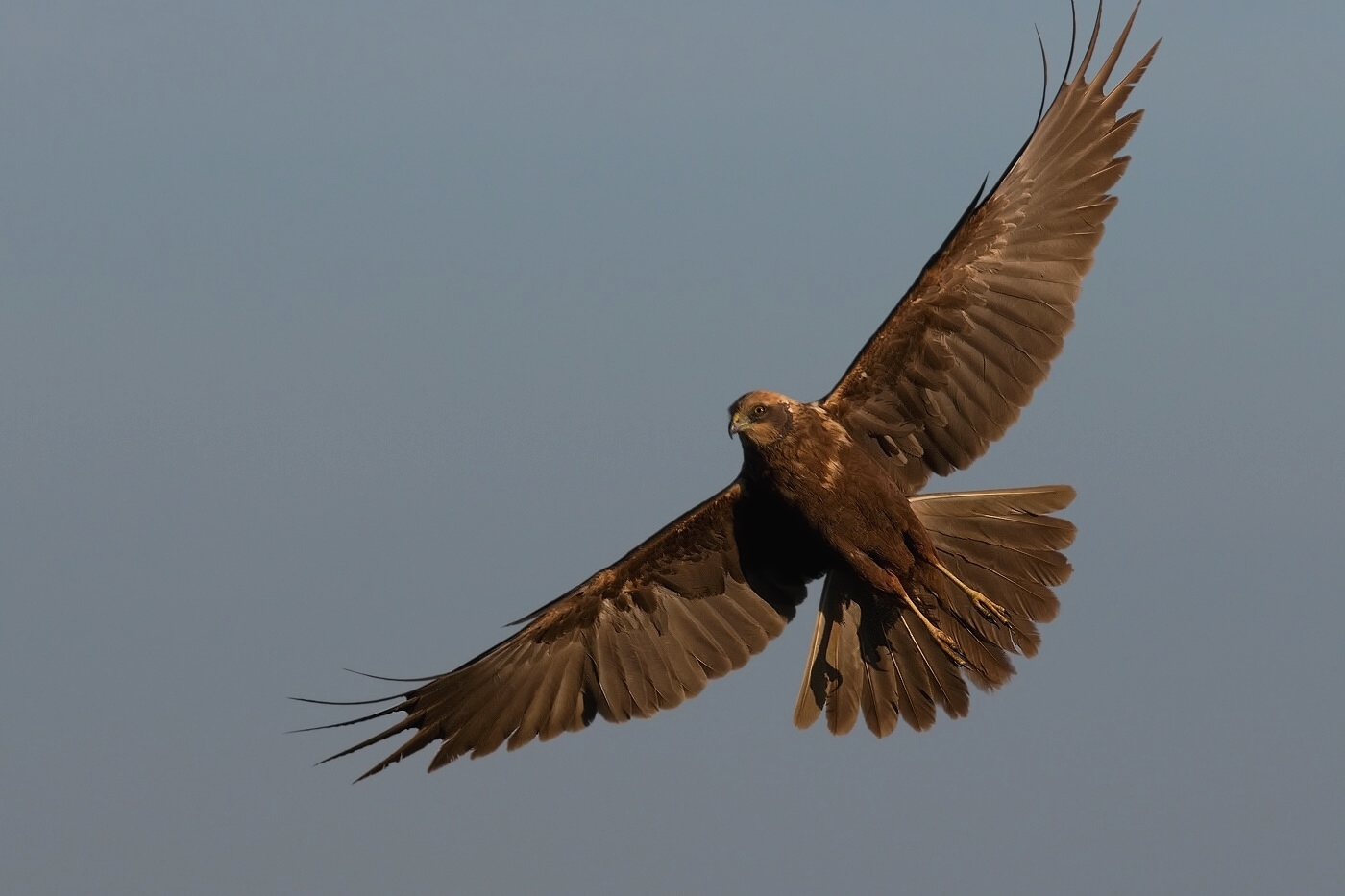 Moták pochop  ( Cirkus aeruginosus )