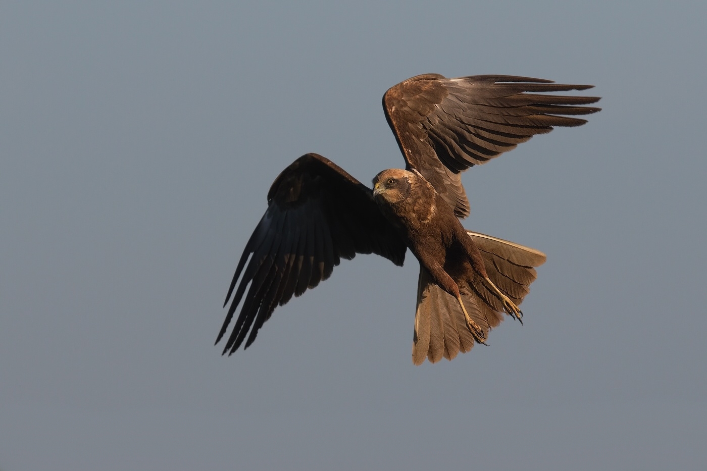 Moták pochop  ( Cirkus aeruginosus )