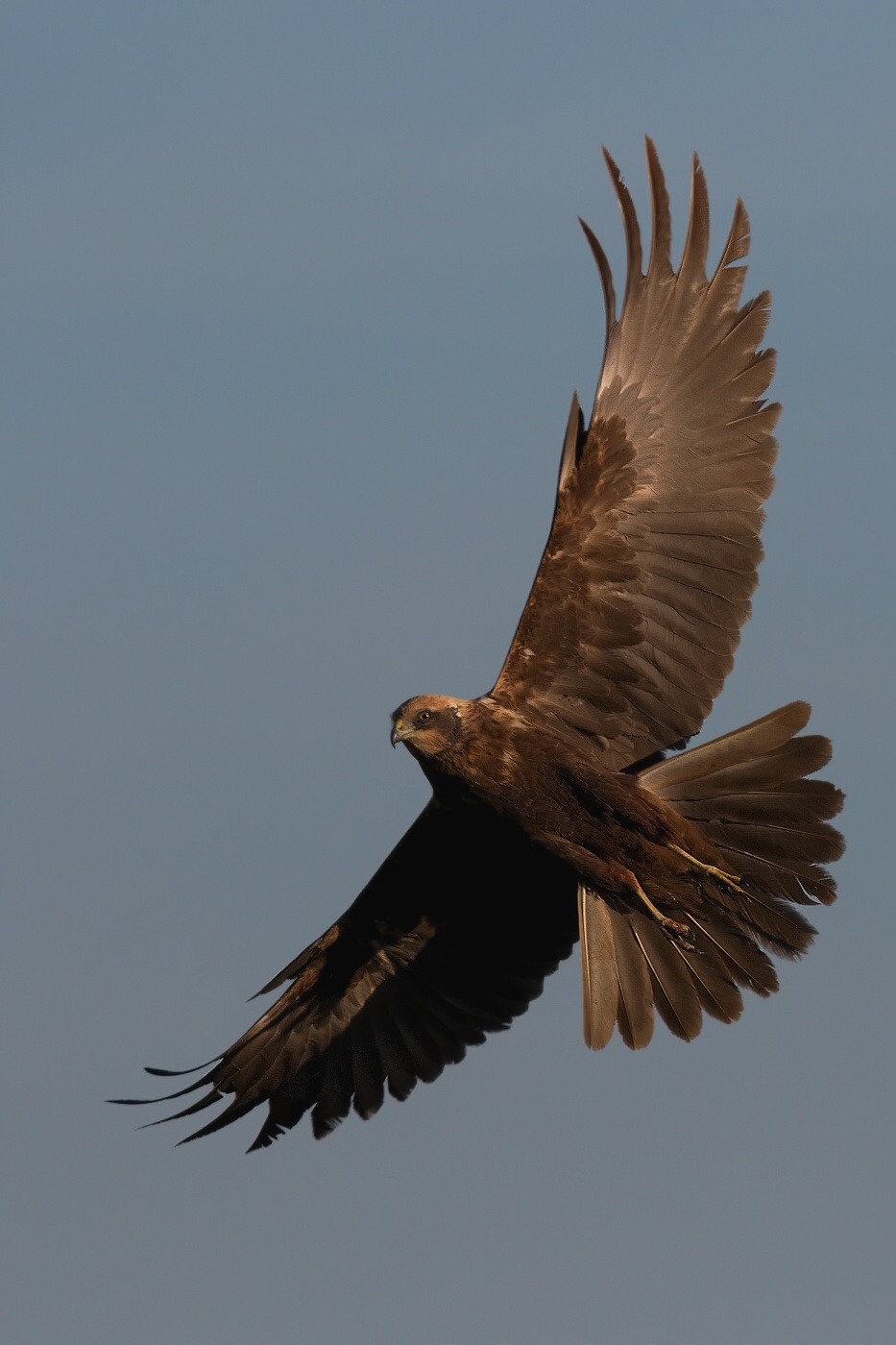 Moták pochop  ( Cirkus aeruginosus )