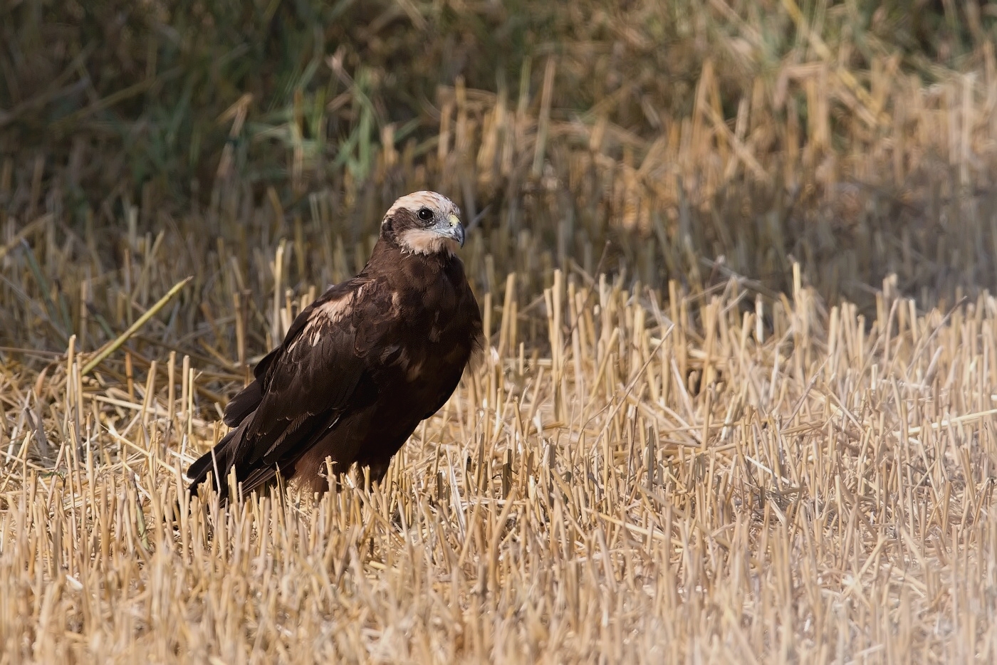 Moták pochop  ( Cirkus aeruginosus )