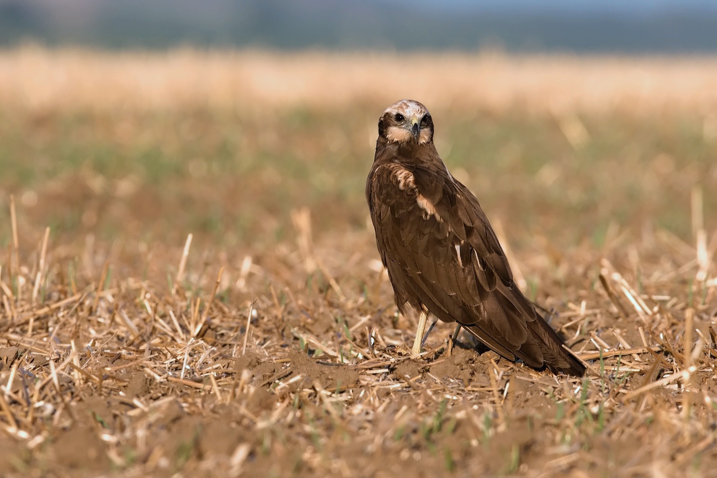 Moták pochop  ( Cirkus aeruginosus )