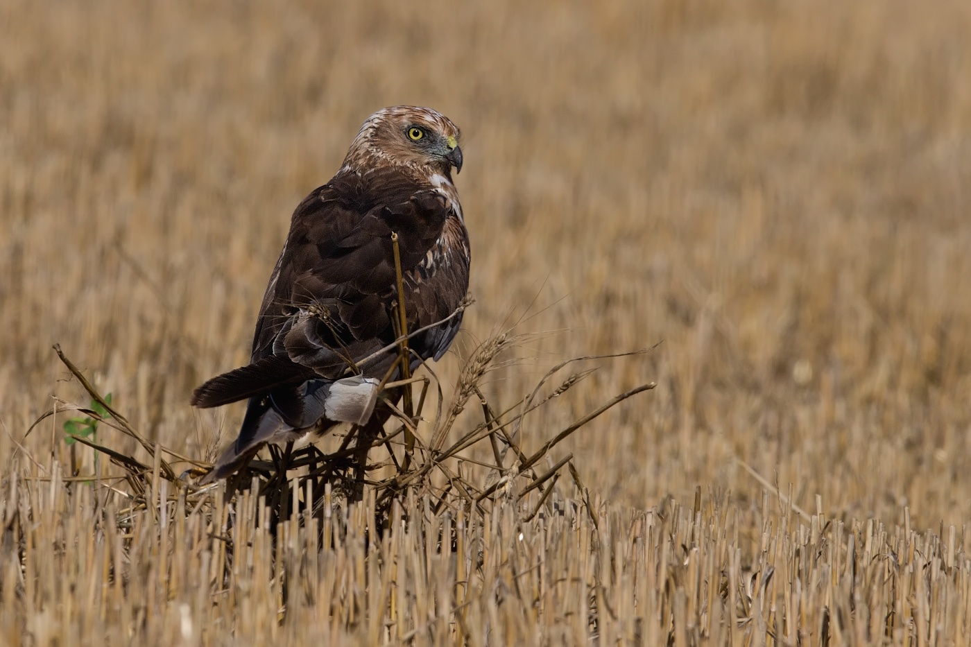 Moták pochop  ( Cirkus aeruginosus )